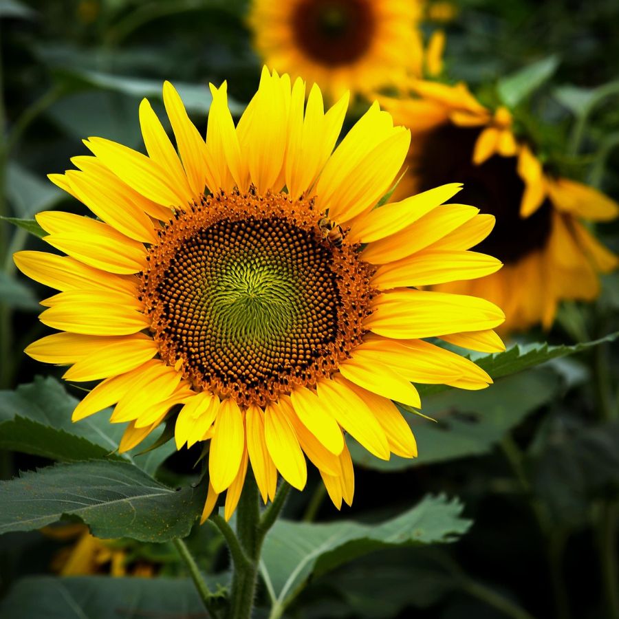 sunflower